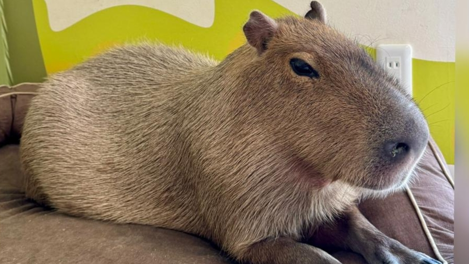 capybara