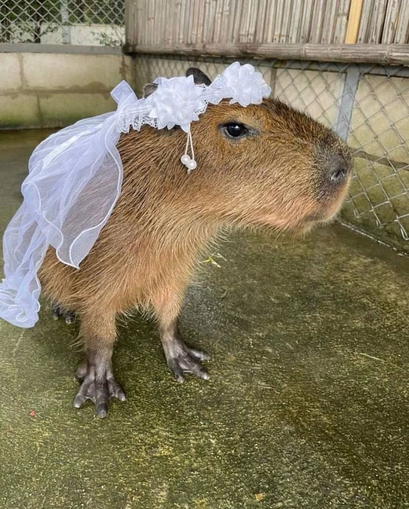 capybara